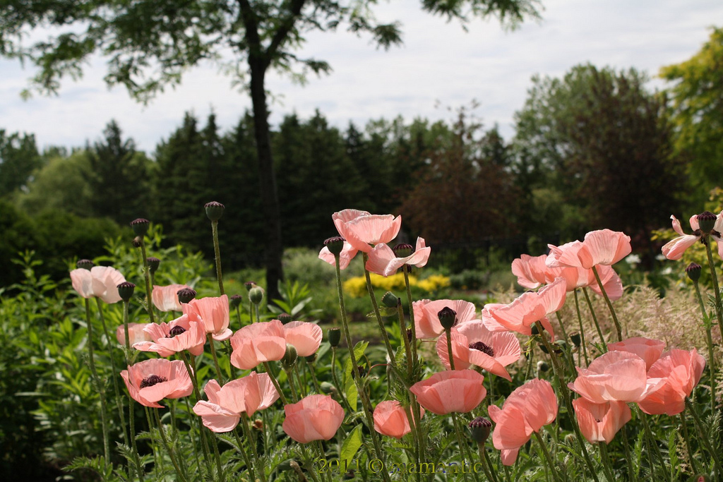 راهنمای نگهداری و پرورش گل و گیاهان زینتی - شقایق شرقی